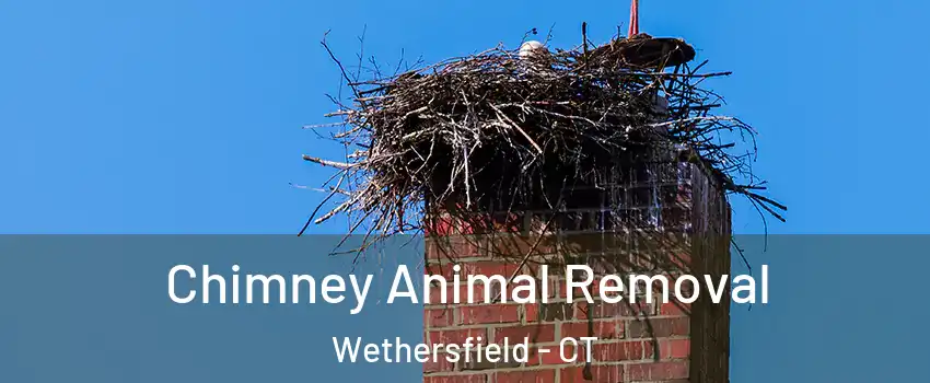 Chimney Animal Removal Wethersfield - CT