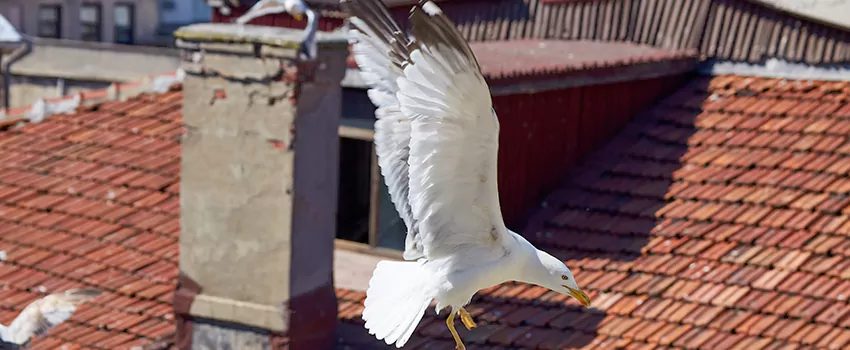 Residential Chimney Animal Removal Solution in Wethersfield, CT